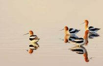 Shorebirds