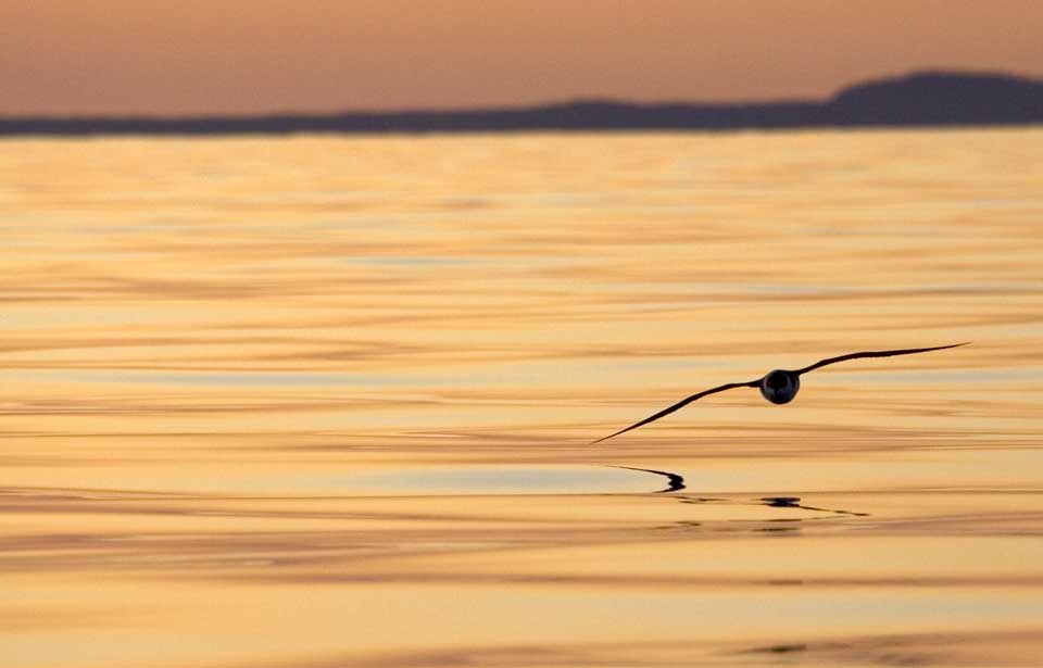 Les oiseaux de mer