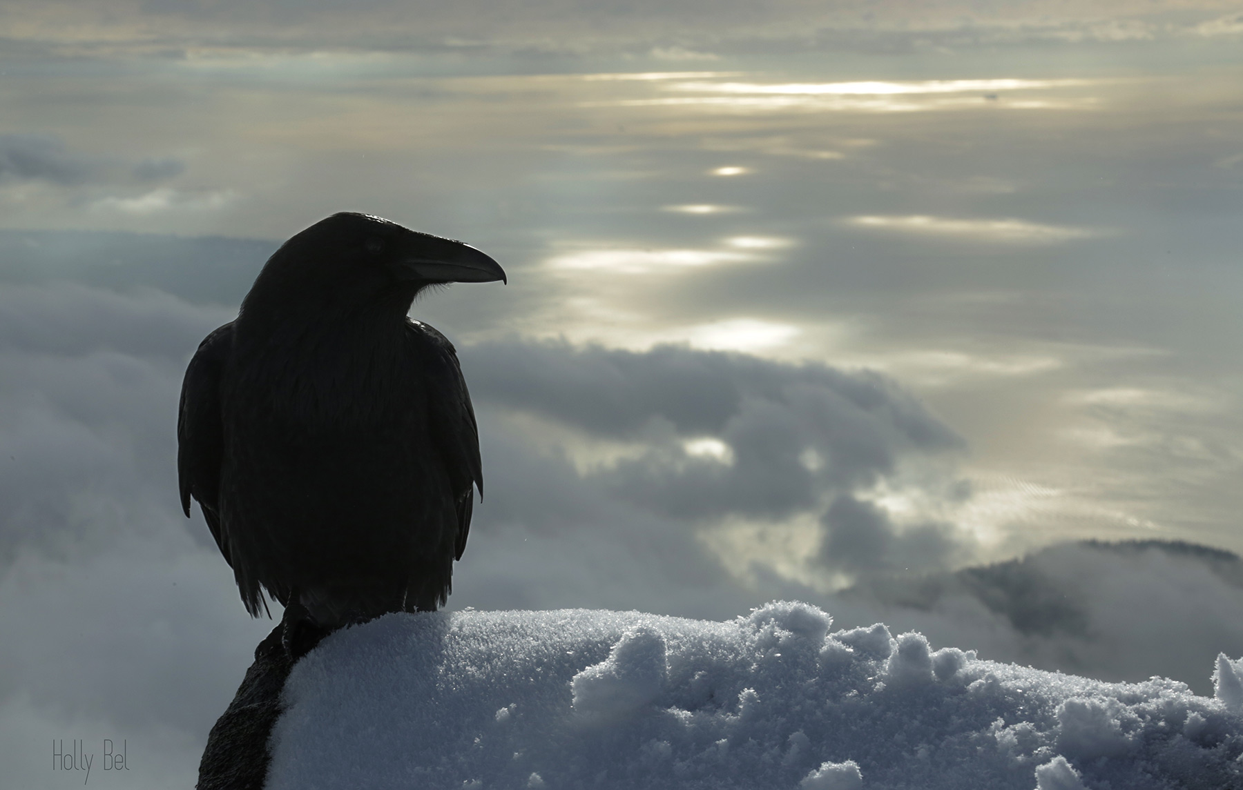 Grand Corbeau dans la neige