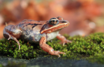 Chorus Frog