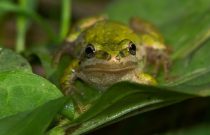 Boreal Chorus Frog