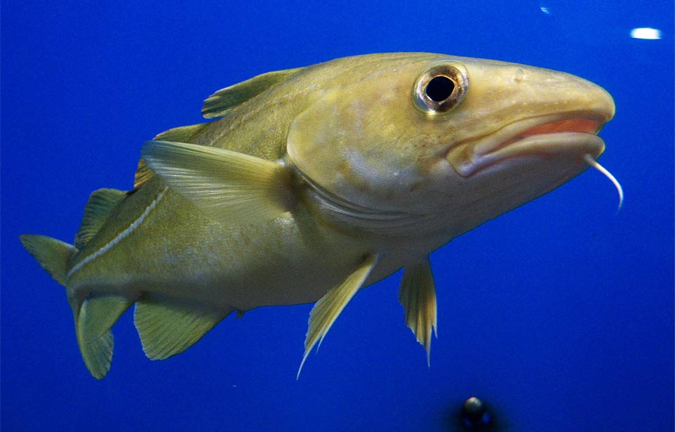 Atlantic Cod