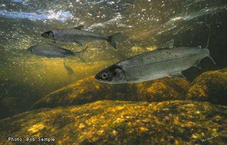 Atlantic whitefish