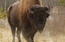 bison edited