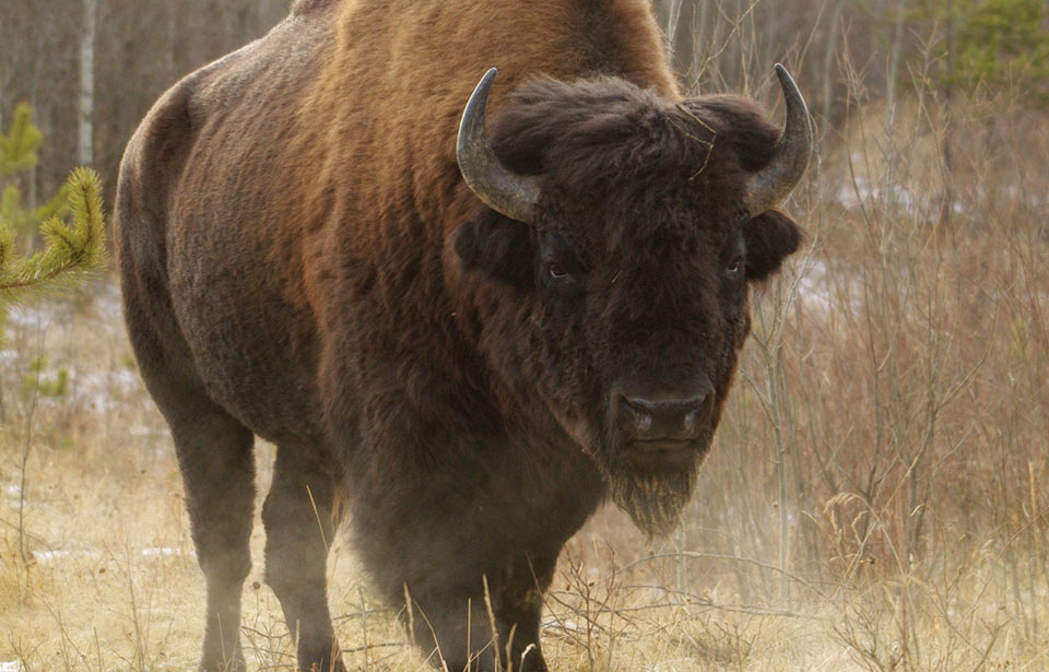 The Bison