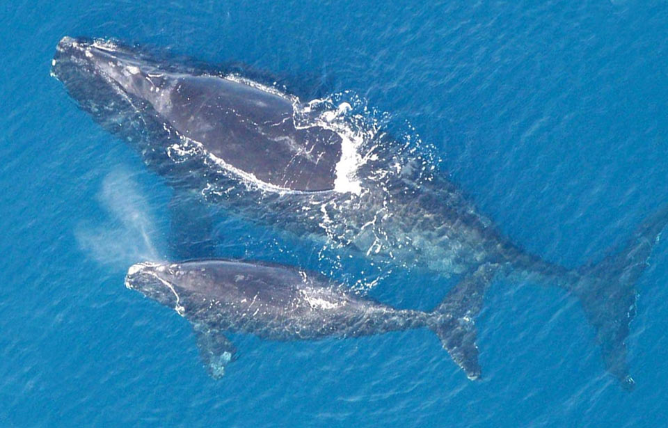 La baleine noire de l'Atlantique nord