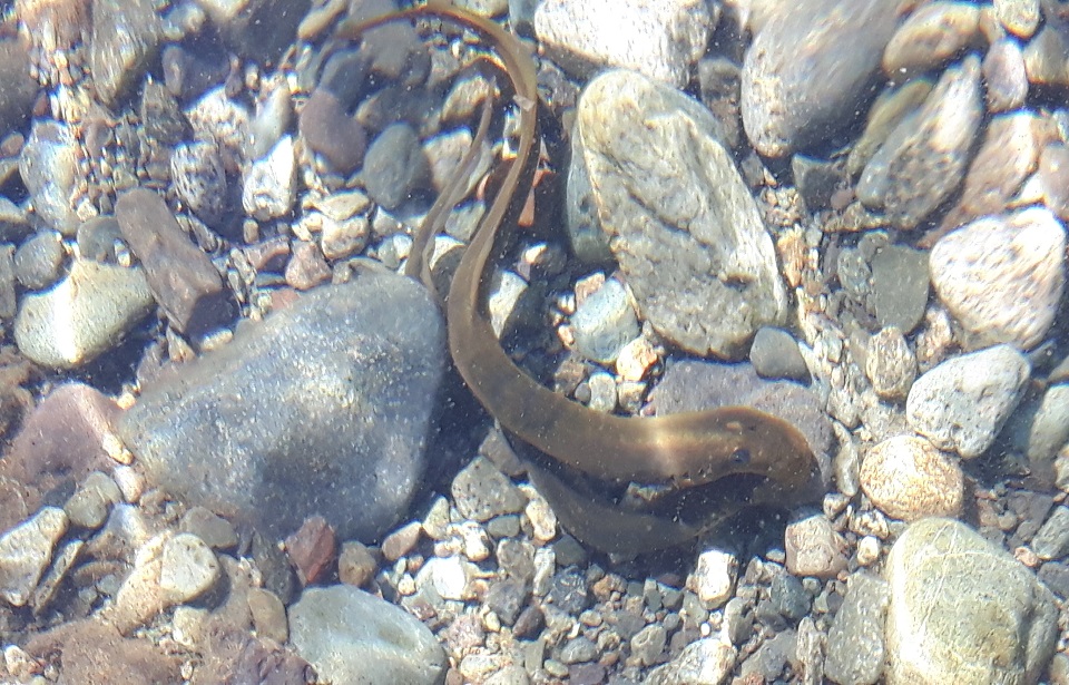 Cowichan Lake Lamprey (Home Grown)