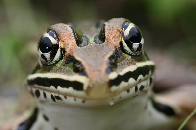 Grenouille léopard