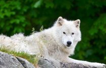 Arctic Wolf