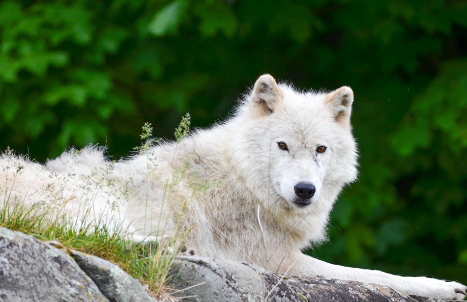 Loup Arctique