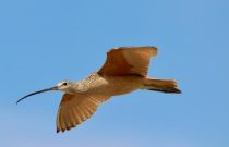 long-billed curlew