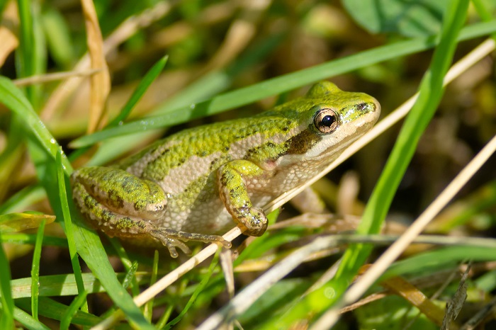 Poissons, amphibiens et reptiles